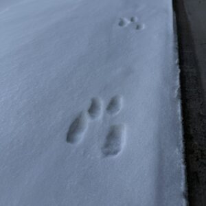 Cat footprints left behind in the snow